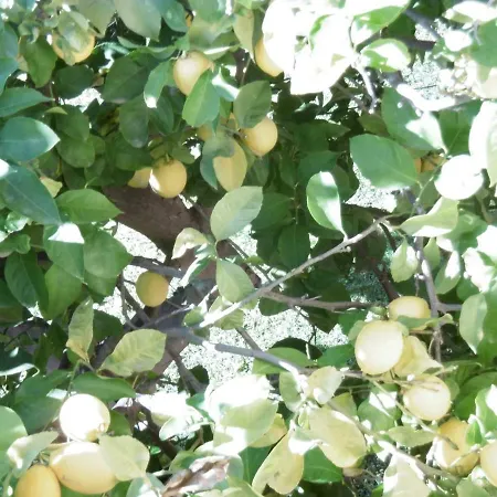 Lemon Tree Vila *