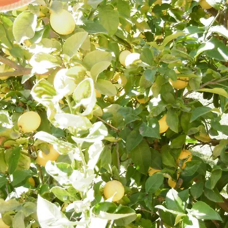 Lemon Tree * Anavyssos